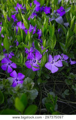 Contrast Closeup Of Colorful Set Of Several Minor Perwinkle Spring Flowers Among Green Grass. Shadow
