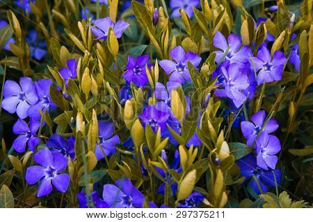 Contrast Closeup Of Colorful Set Of Several Minor Perwinkle Spring Flowers Among Green Grass. Shadow