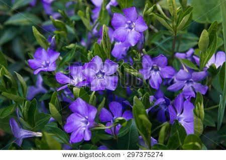 Contrast Closeup Of Colorful Set Of Several Minor Perwinkle Spring Flowers Among Green Grass. Shadow
