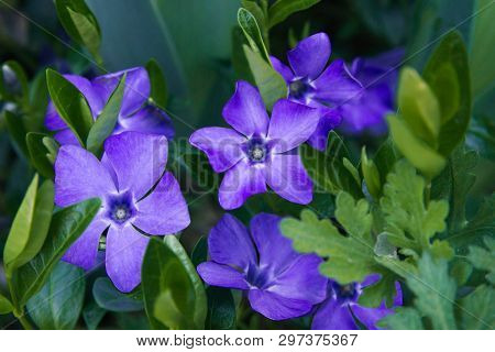 Contrast Closeup Of Colorful Set Of Several Minor Perwinkle Spring Flowers Among Green Grass. Shadow
