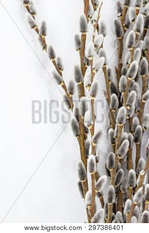 Branches Of Full-blown Gray Willow Along The Edge, Space For Text Is Provided