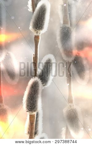 Sprig Of Fluffy Willow On A Color Background, The Concept Of Religious Easter
