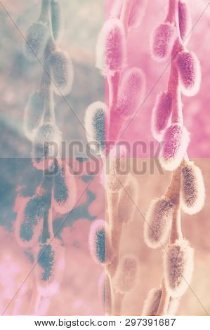 Sprig Of Fluffy Willows On A Color Pastel Background, The Concept Easter