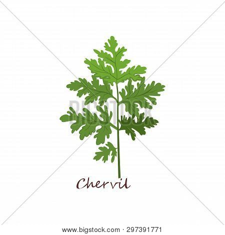 Sprig Of Chervil. Green Sprig With Leaves. Cooking Herbs Concept. Vector Illustration Can Be Used Fo