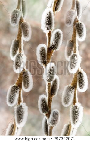 Sprig Of Fluffy Willows On A Light Background, The Concept Of Religious Easter