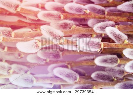 Branches Of Gray Willow With Cones Like Easter Card In Pink And Lilac Shades