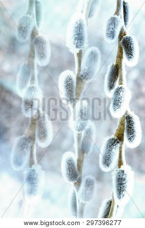 Soft Focus Sprig Of Fluffy Willows On A Light Background, The Concept Of Religious Easter