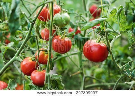 Rich Harvest Of Red Tomatoes In The Greenhouse Growing In Organic Farm. Ripe Natural Tomatoes Growin