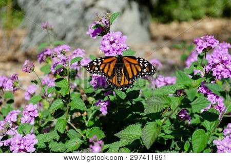 Close Up Of Monarch Butterfly Resting On Purple Flowers; Luscious Grape Lantana Camara.  California 