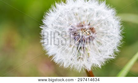 A Close Up Shot Of A Dandelion With A Blurred Green Background.