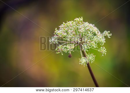 A Single Angelica Flower In Iceland With A Blurred Green Bokeh.