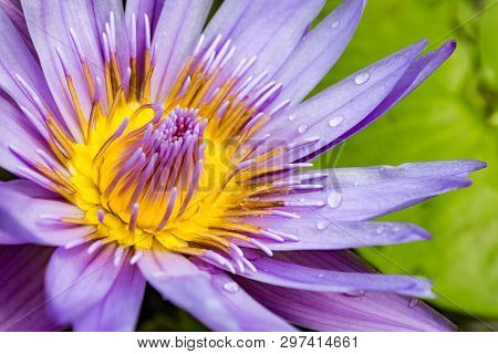 A Close Up Of A Purple Sea Rose With Yellow Center And Drops Of Water On The Leaves.