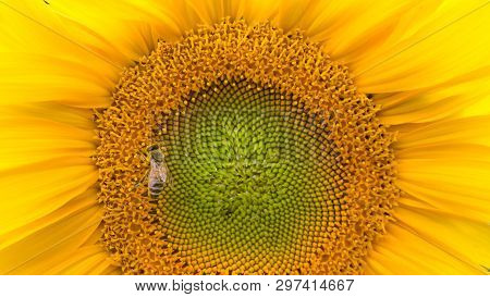 A Bee Full Of Pollen On A Sunflower.
