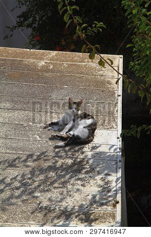 Cat Outside - House Cat Or Street Cat, Feral Cats Outdoors