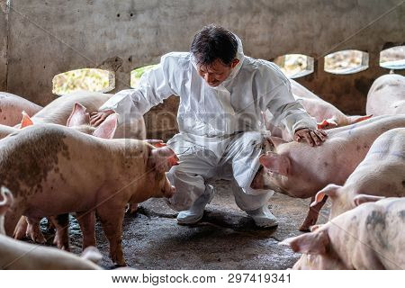 Asian Veterinarian Working And Checking The Pig In Hog Farms, Animal And Pigs Farm Industry