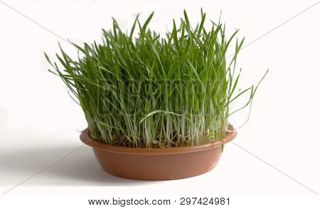 Green Grass Grows In A Brown Plate Isolate With White Background