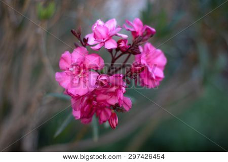 Beautiful Pink Flowers With Blurred Green Background