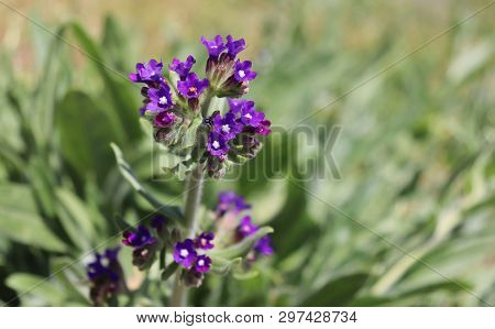 Anchusa Officinalis, Commonly Known As The Common Bugloss Or Alkanet. Is A Medicinal Plant From The 