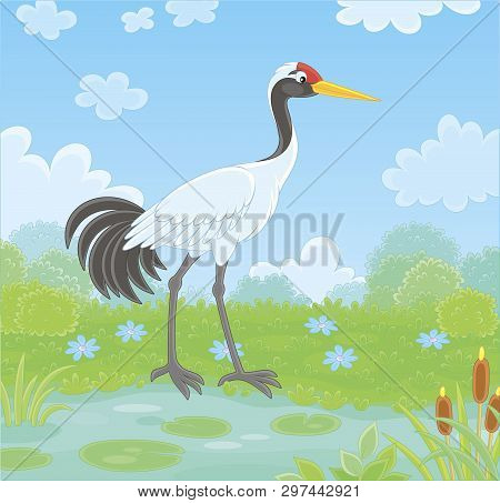 Red-crowned Crane Bird By A Small Lake Among Cane, Grass And Flowers Of A Meadow On A Summer Day, Ve