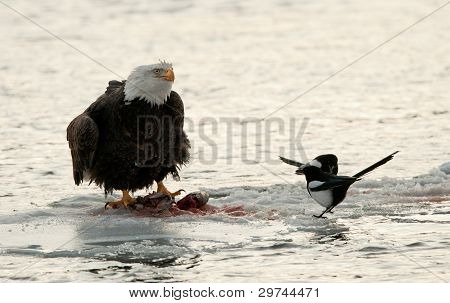Jíst Bald Eagle na sněhu s Straka.