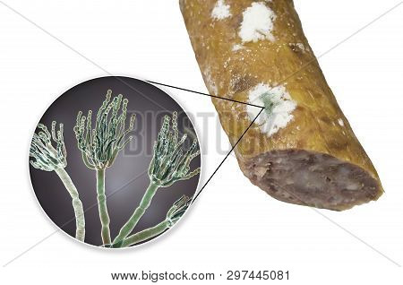 Colony Of Penicillium Mold On The Surface Of Smoked Sausage And Closeup View Of Penicillium Fungus, 