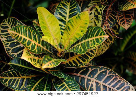 Close-up Of Codiaeum Variegatum Garden Croton Tropical Plant. Macro Photography Of Nature.