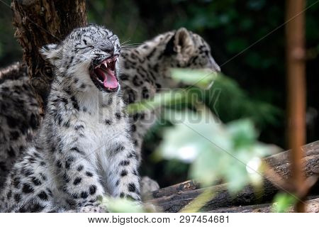 Snow Leopard Cub, Panthera Uncia. Young Leopard Cub With Open Mouth.