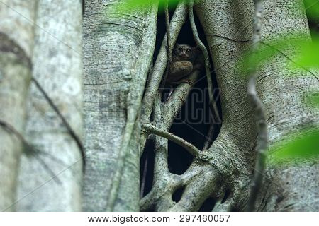 Spectral Tarsier, Tarsius Spectrum, Portrait Of Rare Endemic Nocturnal Mammals, Small Cute Primate I