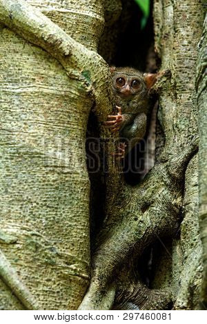 Spectral Tarsier, Tarsius Spectrum, Portrait Of Rare Endemic Nocturnal Mammals, Small Cute Primate I