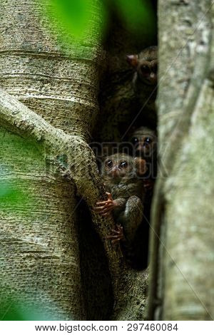 Family Of Spectral Tarsiers, Tarsius Spectrum, Portrait Of Rare Endemic Nocturnal Mammals, Small Cut
