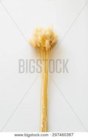 Lagurus / Yellow Bunny(rabbit) Tail Grass,lagers Dry Flower Bouquet Isolated On White Background,cli