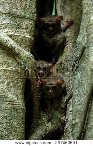 Family Of Spectral Tarsiers, Tarsius Spectrum, Portrait Of Rare Endemic Nocturnal Mammals, Small Cut