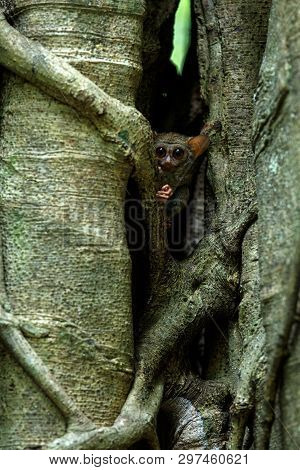 Family Of Spectral Tarsiers, Tarsius Spectrum, Portrait Of Rare Endemic Nocturnal Mammals, Small Cut