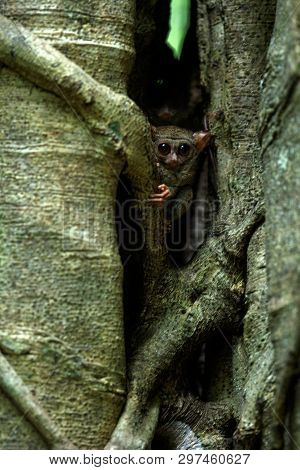 Family Of Spectral Tarsiers, Tarsius Spectrum, Portrait Of Rare Endemic Nocturnal Mammals, Small Cut