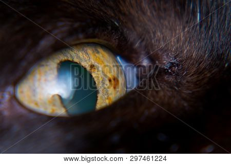 Iris Melanoma In Adult Cat, Iris Pigmentation