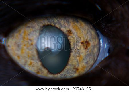 Iris Melanoma In Adult Cat, Iris Pigmentation