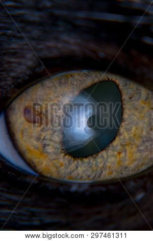 Iris Melanoma In Adult Cat, Iris Pigmentation