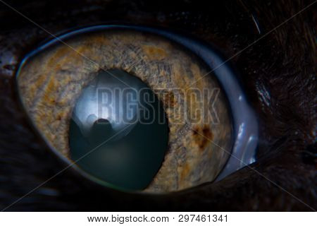 Iris Melanoma In Adult Cat, Iris Pigmentation