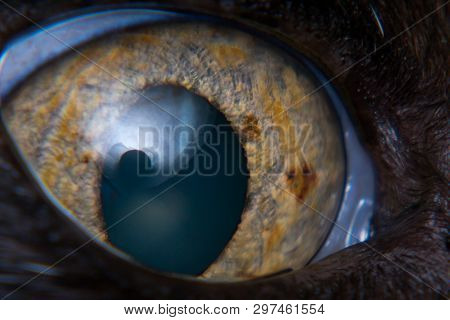 Iris Melanoma In Adult Cat, Iris Pigmentation