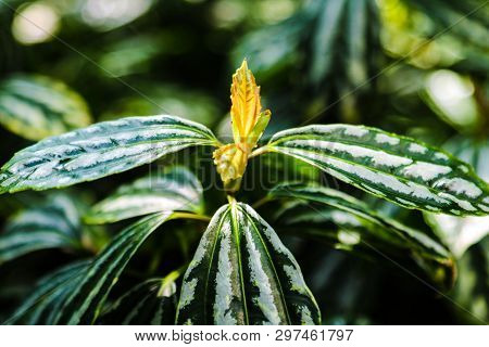 Aluminium Plant Pilea Cadieri Background Of Leaves. A Tropical Plant Cultivated.