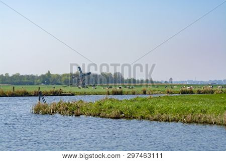 Waterways Of North Holland And View On Traditional Dutch Wind Mill And Cows On Green Pasture, Spring
