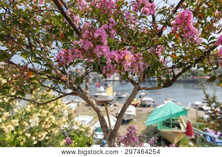 Spring In Amasra And Colorful New Blooming Flowers