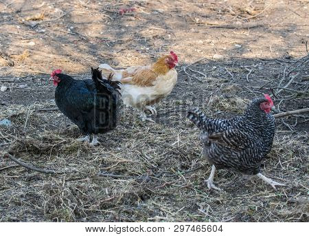 Beautiful Grey Hens On Barnyard. Poultry Farm. Gray Chicken Walkinng In A Farm Garden.