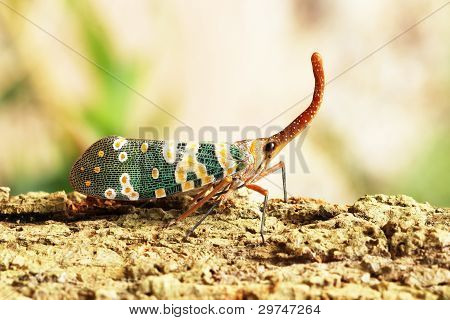 Fulgorid Planthoppers