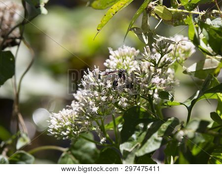 Potter Wasp (eumenes Fraternus) On A Pretty, Yellow Flower In A Field