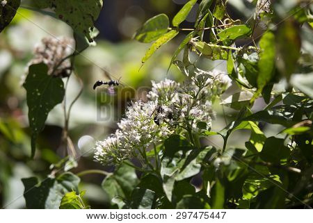 Potter Wasp (eumenes Fraternus) On A Pretty, Yellow Flower In A Field