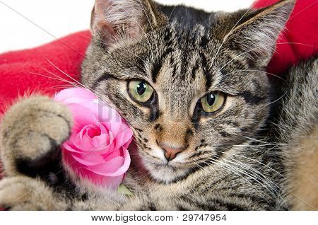 Sød Tabby kat med Rose