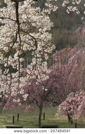Cherry Blossoms In Sakura No Sato, Izu, Shizuoka, Japan