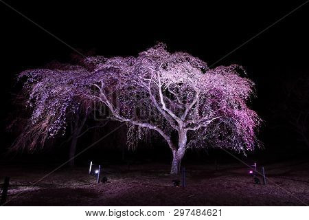 Weeping Cherry Tree In Sakura No Sato, Izu, Shizuoka, Japan (night Scene)