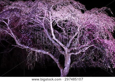 Weeping Cherry Tree In Sakura No Sato, Izu, Shizuoka, Japan (night Scene)